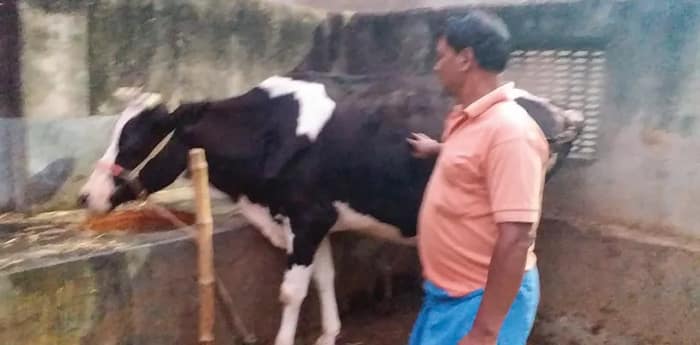 র‌্যাবডোভাইরাসে আক্রান্ত হচ্ছে গবাদি পশু, উদ্বেগ বাড়ছে গ্রামে