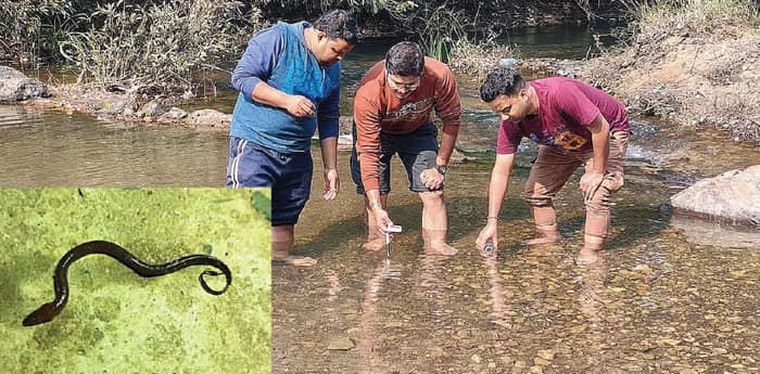 বাতের ব্যথা, পাইলস নিরাময়ে আদিবাসীদের আজও ভরসা কুইচা মাছ, ওষুধি গুণের সন্ধানে গবেষকদল