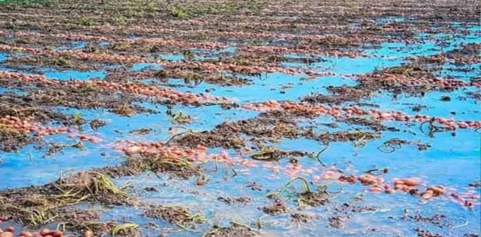 বৃষ্টিতে দফারফা মাঠের আলু, চরম ভোগান্তি চাষিদের