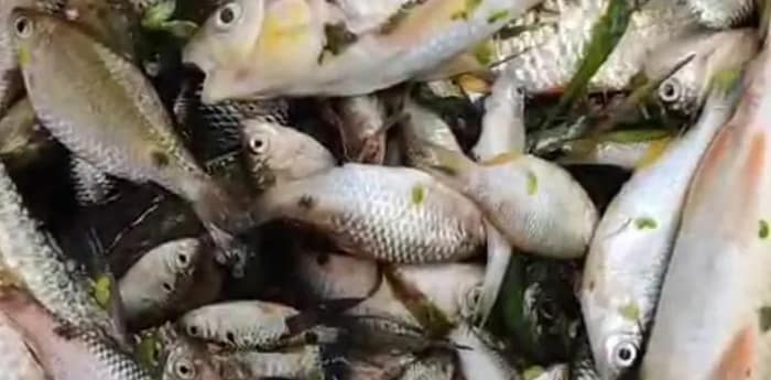 জলপাইগুড়ির পাঙ্গা নদীতে মাছের মড়ক