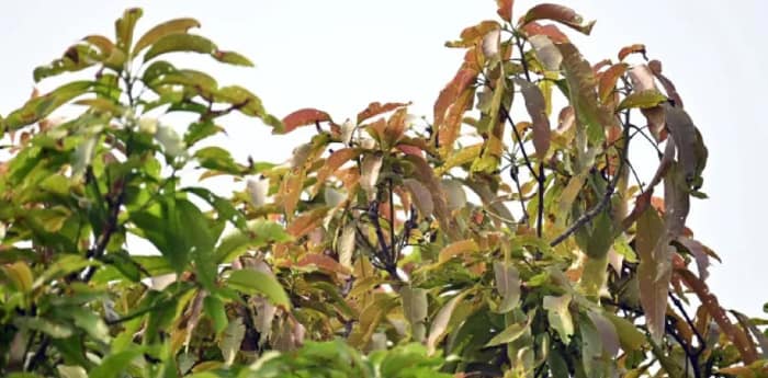 লুপ্তপ্রায় আলতাপেটি, টিকিয়াপরী,  কুমড়োজালি ভুলেছে ‘আমজনতা’