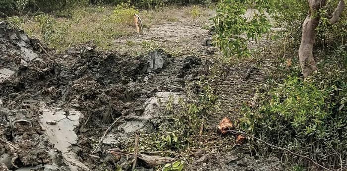 রাতে বনদপ্তরের অফিসের  কাছে কাটা হচ্ছে ম্যানগ্রোভ