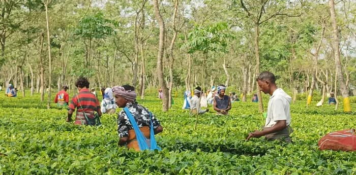 নির্বাচনের আগে চা-শ্রমিকদের জোড়া উপহার হিমন্ত সরকারের, অসমের চা-বাগানে কি ফের পদ্ম ফুটবে?