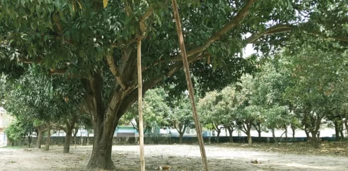 ঝড়বৃষ্টিতে আমের মুকুল ঝরে পড়ায় ক্ষতির আশঙ্কা কৃষকদের