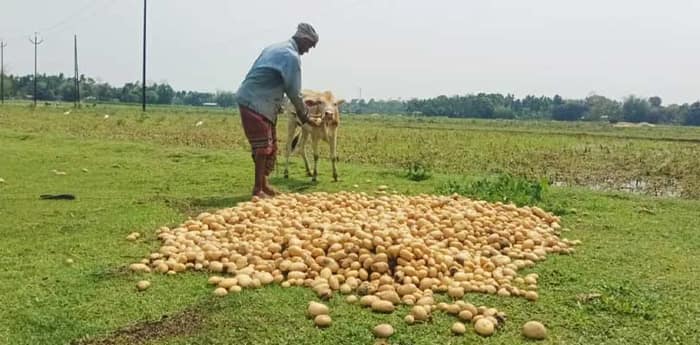 বৃষ্টিতে আলুর দফারফা, পচে  যাওয়া আলু গোরুকে খাইয়ে দিচ্ছেন কৃষকরা
