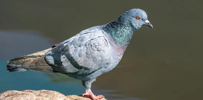 পায়রা কীভাবে দিক নির্ণয় করে?