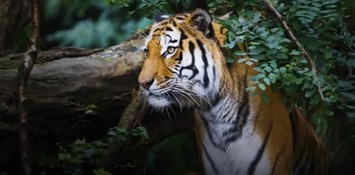 মৎস্যজীবীকে তুলে নেওয়ার চেষ্টা, লাঠির বাড়ি খেয়ে পালাল বাঘিনি