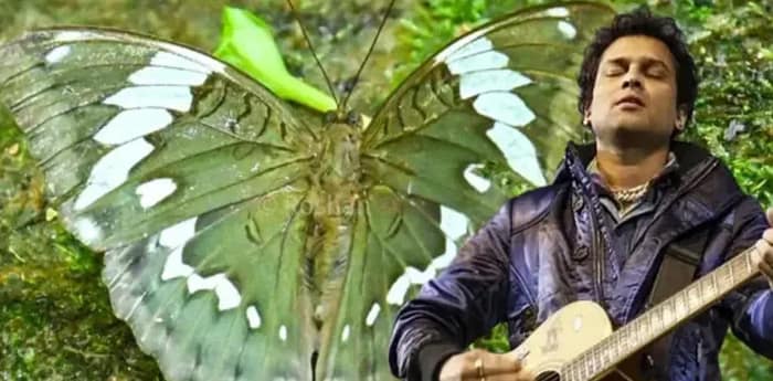 অরুণাচলে খোঁজ মিলল নতুন প্রজাতির প্রজাপতির, নামকরণ করা হল জুবিন গর্গের নামে