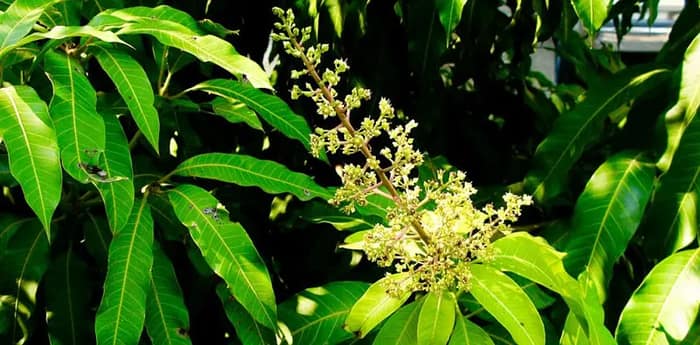 শুলি পোকার উপদ্রব, আমের ব্যাপক ক্ষতির আশঙ্কায় উদ্বিগ্ন মুর্শিদাবাদ জেলার কৃষকরা