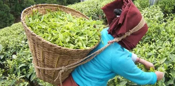 কাঁচা চা পাতার দাম তলানিতে, চিন্তায় চোপড়ার ক্ষুদ্র চাষিরা