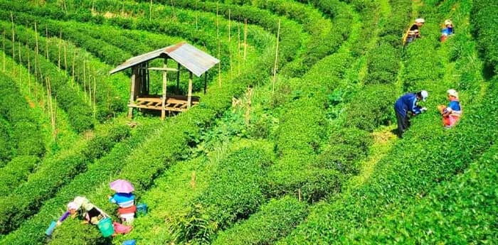 কেন্দ্রের নিয়ন্ত্রণাধীন ডুয়ার্সের ৪ চা বাগানের শ্রমিকদের মজুরি অমিল