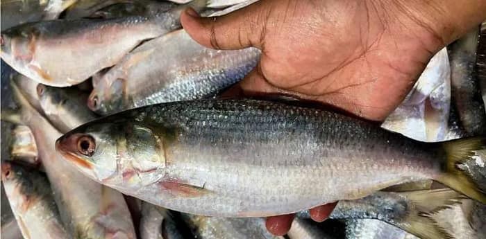 দর বেশি থাকলেও নববর্ষে চাই ইলিশ