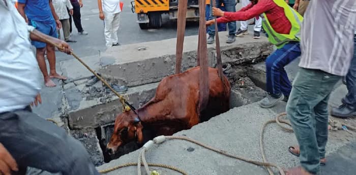 ম্যানহোলে পড়ে উধাও আস্ত গোরু, তিন ঘণ্টা পর ২০০ ফুট দূরে উদ্ধার, হলদিরামে পুলিশ, দমকল, বিপর্যয় মোকাবিলা, মেট্রো রেলের অভিযান
