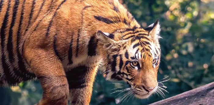 গ্রীষ্মের জঙ্গলে বাঘের দেখা
