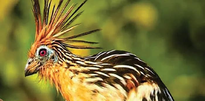 অদ্ভুত জাবর  কাটা পাখি