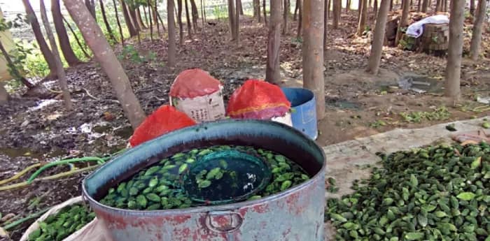 করলায় মেশানো হচ্ছে রং! উদ্বিগ্ন স্বাস্থ্য দপ্তর