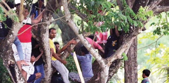 অভিষেককে দেখতে গাছে উঠলেন কর্মী, সমর্থকরা
