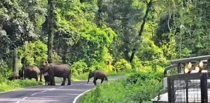 নাগরাকাটায় দলছুট দাঁতাল, লাটাগুড়িতে রাস্তা পারাপার করতে দেখে দাঁড়াল গাড়ি