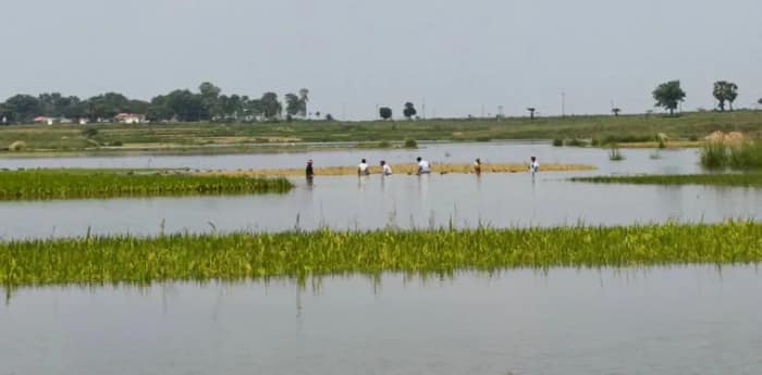 পুনর্ভবা নদীর জলস্তর বেড়ে কৃষিজমি জলের তলায়, ধান ও মসুরের ক্ষতি