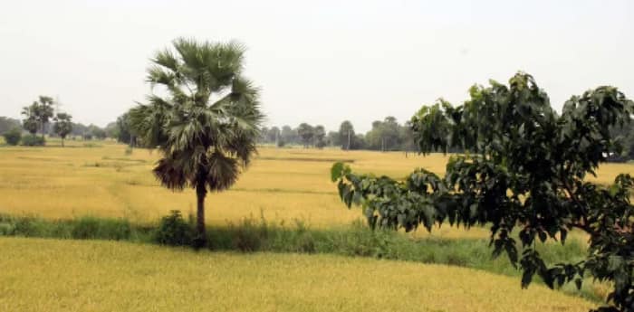 মেঘ-কালবৈশাখীর দাপট, বোরো ধান তোলা নিয়ে শঙ্কা