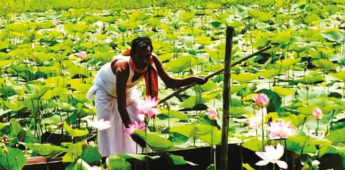 বিজেপির জয়ের আনন্দে তিন বিঘা জলাশয়ের পদ্ম কর্মীদের বিলিয়ে দিলেন নবদ্বীপের চাষি নিখিল রায়