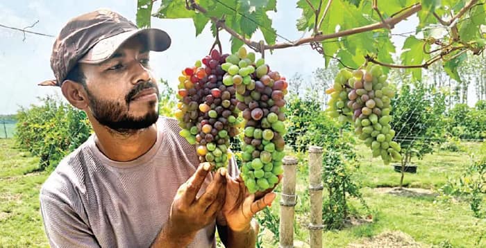 জমিতে মিষ্টি আঙুরের ফলন আয়ের দিশা হরিহরপাড়ায়