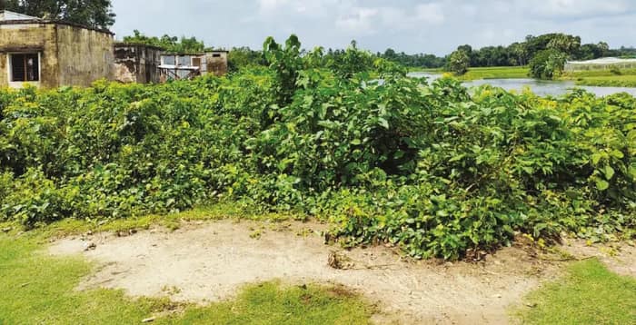 সীমান্ত সুরক্ষায় উদ্যোগ রাজ্যের, বন্ধ হবে দুষ্কৃতী দৌরাত্ম্য স্বস্তির নিঃশ্বাস ফেলছেন বনগাঁর বাসিন্দারা
