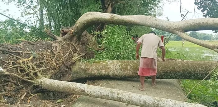 জলপাইগুড়ির তাঁতিপাড়া এলাকায় রাস্তার উপর পড়ে রয়েছে গাছ, বিদ্যুতের খুঁটি, গোটা এলাকা বিদ্যুৎহীন