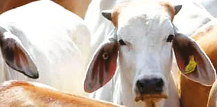 এবার গোরুকে জাতীয় পশু ঘোষণার দাবি মুসলিমদের
