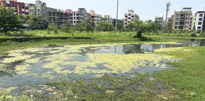 বাড়ছে সাপের আতঙ্ক, স্মার্টসিটির জলাশয়ে ‘অবহেলার ঘন জঙ্গল’!
