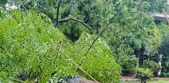 কলকাতায় বড় বড় গাছগুলিকে রক্ষায় পুরসভার বিশেষজ্ঞদের নিয়ে কমিটি গড়া হবে: মুখ্যমন্ত্রী
