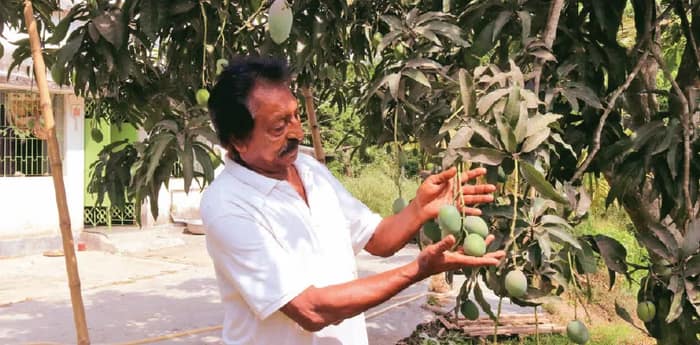 গ্রাফটিংয়ে দেড়শোর বেশি প্রজাতির আম ফলিয়ে বাজিমাত জিয়াগঞ্জের কুশলের