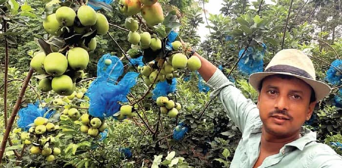বাগানে ৩ প্রজাতির আপেল ফলিয়ে তাক লাগালেন বেলডাঙার স্কুল শিক্ষক রূপেশ