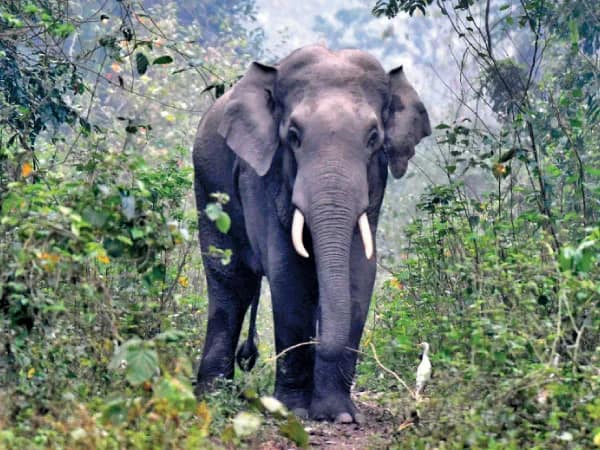 চালসায় প্রাতঃভ্রমণে বেরিয়ে হাতির সামনে পড়ে আতঙ্কে মৃত্যু মহিলার
