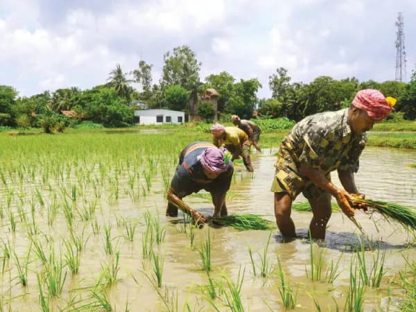 সিএমও গ্রিভান্স সেলে আসা অভিযোগ নিয়ে  সোজা কৃষকের সঙ্গেই কথা বলতে হবে: মন্ত্রী