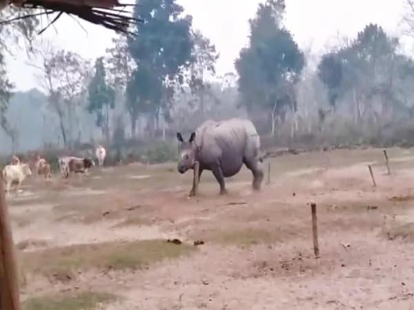 নাগরাকাটার বামনডাঙায় গোরু, মোষের সঙ্গে এক মাঠে একশৃঙ্গ গন্ডারের বিচরণ!