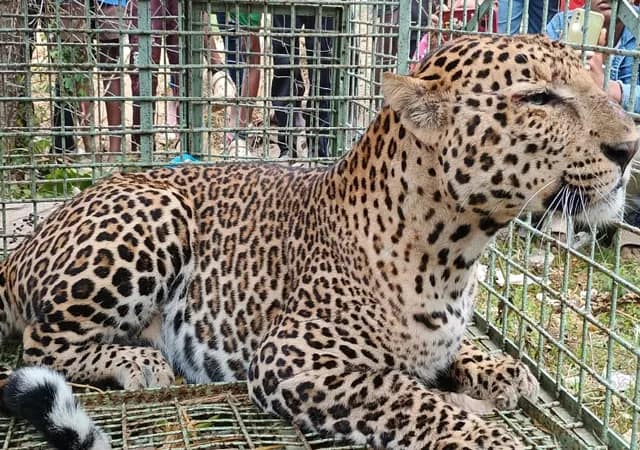 জলপাইগুড়ির বিন্নাগুড়ি চা বাগানে আজ, শনিবার সকালে খাঁচাবন্দি হল একটি পূর্ণবয়স্ক চিতাবাঘ