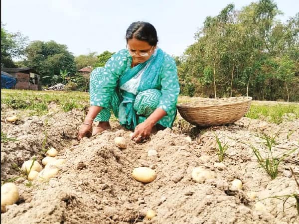 আরামবাগে পুতুলের আদলে আলু বিক্রি নেই, মাথায় হাত চাষিদের