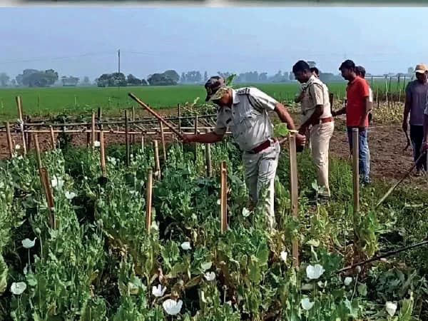 সব্জির আড়ালে পোস্ত চাষ, নষ্ট করা হল ১২ কাঠা জমির ফসল