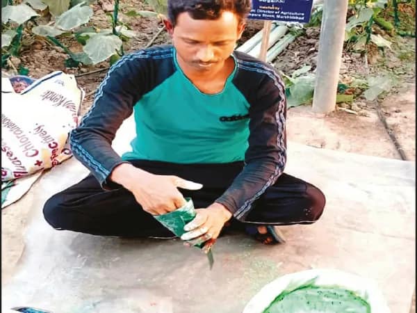 ধনেপাতা, পালং শাকে তৈরি আবিরের চাহিদা তুঙ্গে