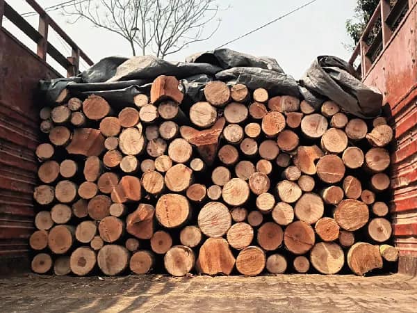 ‘পুষ্পা’ স্টাইলে লরিতে চলছিল কাঠ পাচার, আটকাল বনদপ্তর