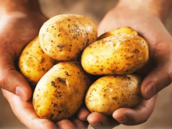 ভিনরাজ্যে আরও আলু পাঠাতে তৎপর ব্যবসায়ীরা