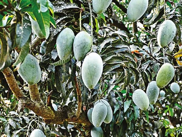 গামারশ্মিতে দীর্ঘস্থায়ী হবে আম, সাফল্য কল্যাণী কৃষি বিশ্ববিদ্যালয়ের