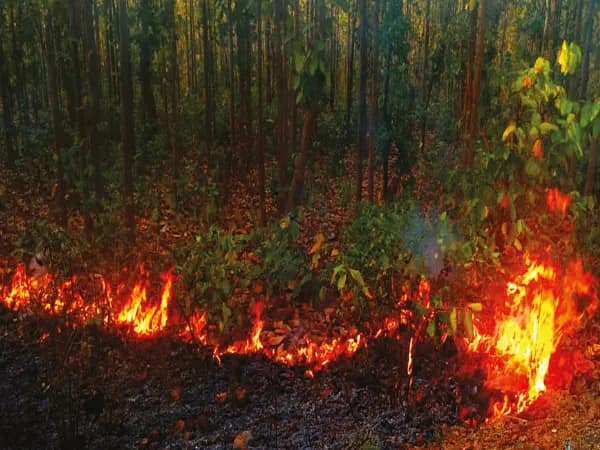 শুশুনিয়া পাহাড়ে অগ্নিকাণ্ড থেকে শিক্ষা, বাঁকুড়ার ‘আমাজন’ বাঁচাতে দোলে কড়া প্রশাসন