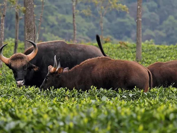 লোকালয়ে চলে এল বাইসন, হামলায় আহত ২ গ্রামবাসী