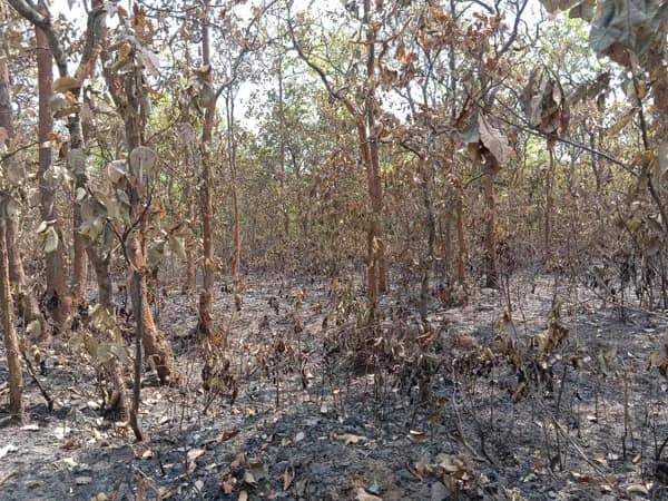 পূর্ব বর্ধমানের আউশগ্রামে পুড়ে খাক আদুরিয়া জঙ্গল, এলাকায় আতঙ্ক