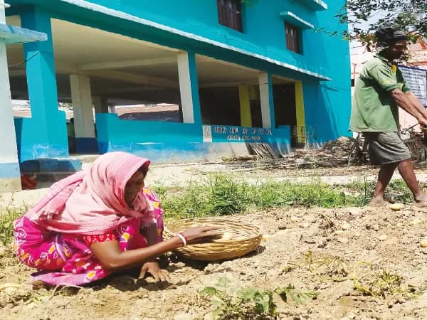 গোঘাট উচ্চ বিদ্যালয়: হস্টেল হেঁশেলে জোগান দিতে আলুচাষ স্কুলে