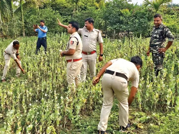 বলাগড়ে অভিযান, ১২ কাঠা জমির পোস্ত নষ্ট করল হুগলি গ্রামীণ পুলিস