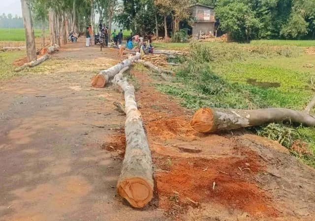 কেশপুরে দেদার নিধন গাছের, ২ মন্ত্রীর নির্দেশে বন্ধ করল প্রশাসন