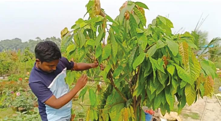 আমাজন উপত্যকার কোকো এখন চাষ হচ্ছে বসিরহাটের নার্সারিতে